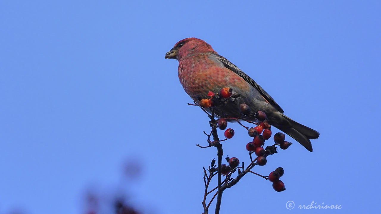 Pine grosbeak